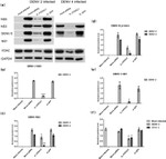 Dengue Virus Type 2 NS5 Antibody in Western Blot (WB)