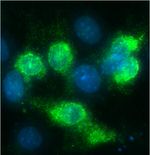 Desmin Antibody in Immunocytochemistry (ICC/IF)