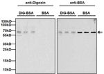 Digoxin Antibody in Western Blot (WB)