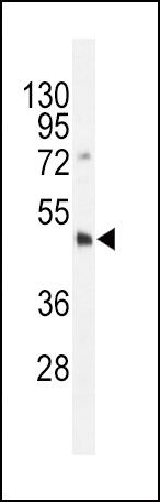 DNMT3L Antibody in Western Blot (WB)