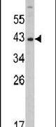 DNMT3L Antibody in Western Blot (WB)