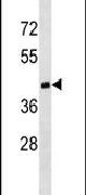 DNMT3L Antibody in Western Blot (WB)