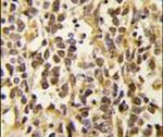 DNMT3A Antibody in Immunohistochemistry (IHC)