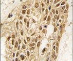 DNMT3A Antibody in Immunohistochemistry (IHC)