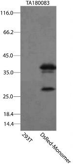 DsRed-Monomer Antibody in Western Blot (WB)