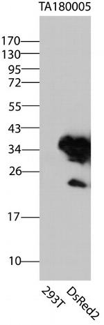 DsRed2 Antibody in Western Blot (WB)