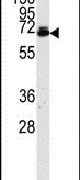 Ubiquilin 2 Antibody in Western Blot (WB)