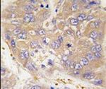 DTNBP1 Antibody in Immunohistochemistry (IHC)