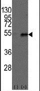 DTNBP1 Antibody in Western Blot (WB)