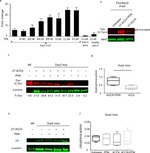 Dystrophin Antibody in Western Blot (WB)