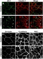 E-cadherin Antibody in Immunocytochemistry (ICC/IF)