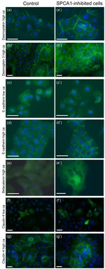 E-cadherin Antibody in Immunocytochemistry (ICC/IF)