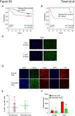 E-cadherin Antibody in Immunocytochemistry (ICC/IF)