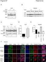E-cadherin Antibody in Immunocytochemistry (ICC/IF)