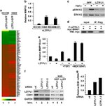 E-cadherin Antibody in Western Blot (WB)