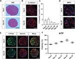E-cadherin Antibody in Immunohistochemistry (Frozen) (IHC (F))