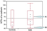 E-cadherin Monoclonal Antibody (HECD-1)