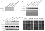 E-cadherin Antibody in Western Blot (WB)