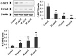 E-cadherin Antibody in Western Blot (WB)