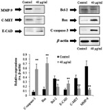 E-cadherin Antibody in Western Blot (WB)
