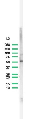 E2F2 Antibody in Western Blot (WB)