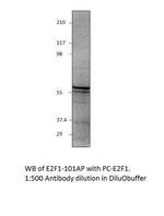 E2F1 Polyclonal Antibody