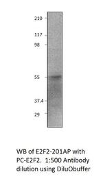 E2F2 Polyclonal Antibody