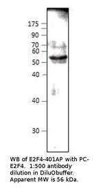 E2F4 Polyclonal Antibody