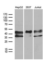 E2F5 Antibody in Western Blot (WB)