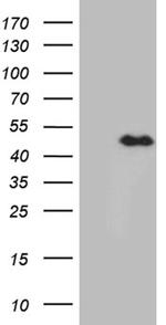 E2F5 Antibody in Western Blot (WB)