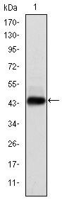 HPV Type 16 E7 Antibody in Western Blot (WB)