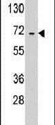 EARS2 Antibody in Western Blot (WB)