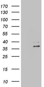 EBLN2 Antibody in Western Blot (WB)