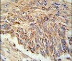 EBPL Antibody in Immunohistochemistry (IHC)