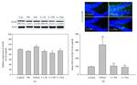 Acetylcholinesterase Antibody in Western Blot, Immunohistochemistry (WB, IHC)