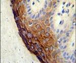 ECE1 Antibody in Immunohistochemistry (IHC)