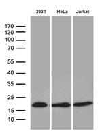 EDF1 Antibody in Western Blot (WB)