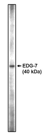 LPAR3 Polyclonal Antibody