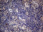EDN3 Antibody in Immunohistochemistry (Paraffin) (IHC (P))