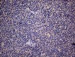 EDN3 Antibody in Immunohistochemistry (Paraffin) (IHC (P))