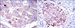 EEF2 Antibody in Immunohistochemistry (Paraffin) (IHC (P))