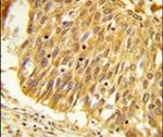 EEFSEC Antibody in Immunohistochemistry (IHC)