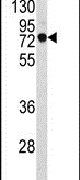 EEFSEC Antibody in Western Blot (WB)