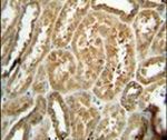 EFHB Antibody in Immunohistochemistry (IHC)