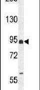 EFHB Antibody in Western Blot (WB)
