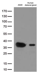 EFHD1 Antibody in Western Blot (WB)