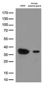 EFHD1 Antibody in Western Blot (WB)