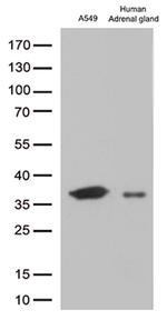 EFHD1 Antibody in Western Blot (WB)