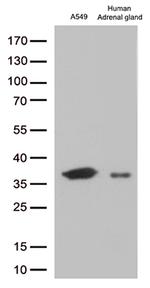 EFHD1 Antibody in Western Blot (WB)