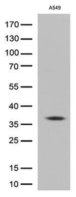 EFHD1 Antibody in Western Blot (WB)